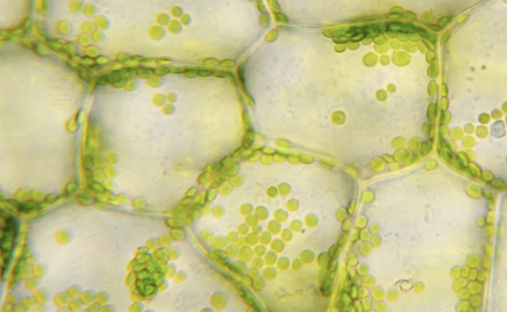 From Molecules to Organisms